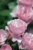 delicado rosado Rosa flores en paisaje jardinería diseño, ligero rosado doble rosas en verano jardín foto