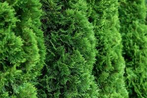 Close up of green thuja hedge thuja occidentalis photo