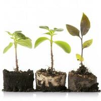 Close up on transplanting process of plants, isolated on white background, generate ai photo