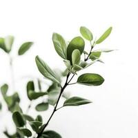 Green living plant branch on white background, generate ai photo