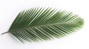 Palm leaves isolated on white background, generate ai photo