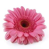 Pink gerbera flower isolated on white background, generate ai photo