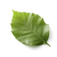 green leaf isolated on white background, generate ai photo