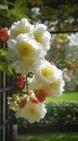 Chinese Suzhou garden, yellow red white begonia flower, petals high definition, detail, full of flowers, beautiful, background clearly visible white fence and windows, generate ai photo