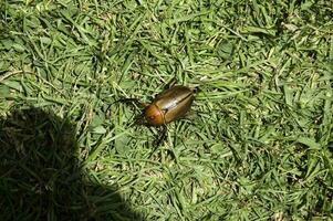Brown beetle walking on the grass photo