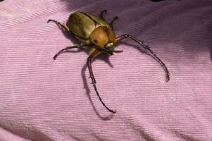 Close up of Dynastinae beetle, brown insect. Ecuador photo
