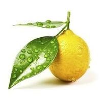 Citrus Lemon leaf with water drops isolated on white background, generate ai photo