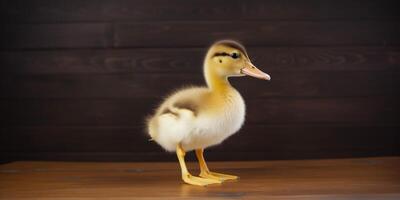 A duckling is sitting on a table photo