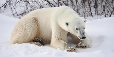 A polar bear in the snow with snow in the ground photo