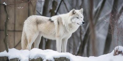 un blanco lobo en el nieve ai generado foto