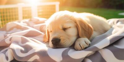 A golden retriever puppy sleeping on the blanket photo