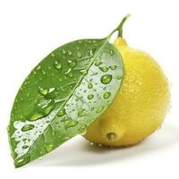 Citrus Lemon leaf with water drops isolated on white background, generate ai photo