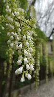The green Sophora japonica trees are full of white Sophora japonica flowers, generate ai photo