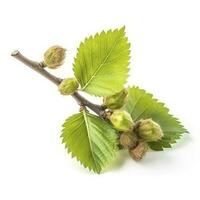 common hazel bush isolated on white background, generate ai photo