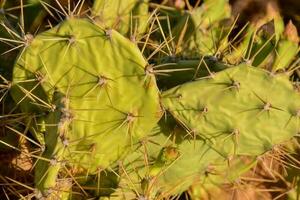 Close up of a cactus photo