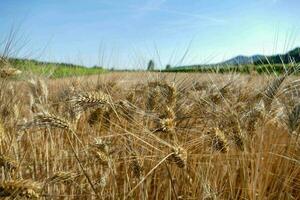 un campo de trigo foto