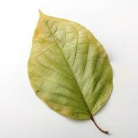 leaf isolated on white background, generate ai photo