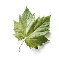 leaf isolated on white background, generate ai photo