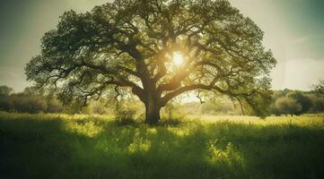 a large tree with bright sun rays, in the style of pastoral charm, dark green and light green, quietly poetic, combining natural and man made elements, generat ai photo