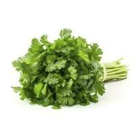 fresh cilantro coriander isolated on white background, generate ai photo