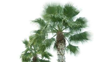 alto palma arboles creciente en un exótico tropical isla en antecedentes de brillante azul cielo. foto