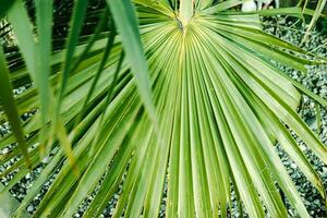 Green palm leaves, natural background. photo