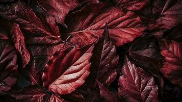 wine red autumn leaves texture, fall nature background, Generate Ai photo