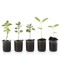 Close up on transplanting process of plants, isolated on white background, generate ai photo