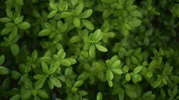 closeup shot of the small green leaves of a bush, generate ai photo