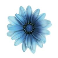 Blue flower isolated on white background, generate ai photo