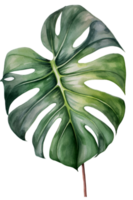 Tropical leaf watercolor ai generate png