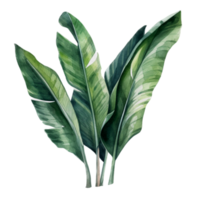 Tropical leaf watercolor ai generate png