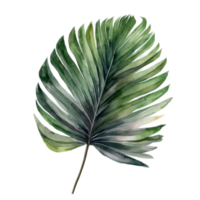 Tropical leaf watercolor ai generate png