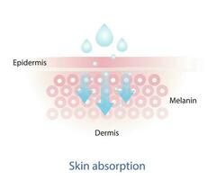 el mecanismo de nutritivo absorción mediante piel capa vector en blanco antecedentes. infografía de piel absorción vector.