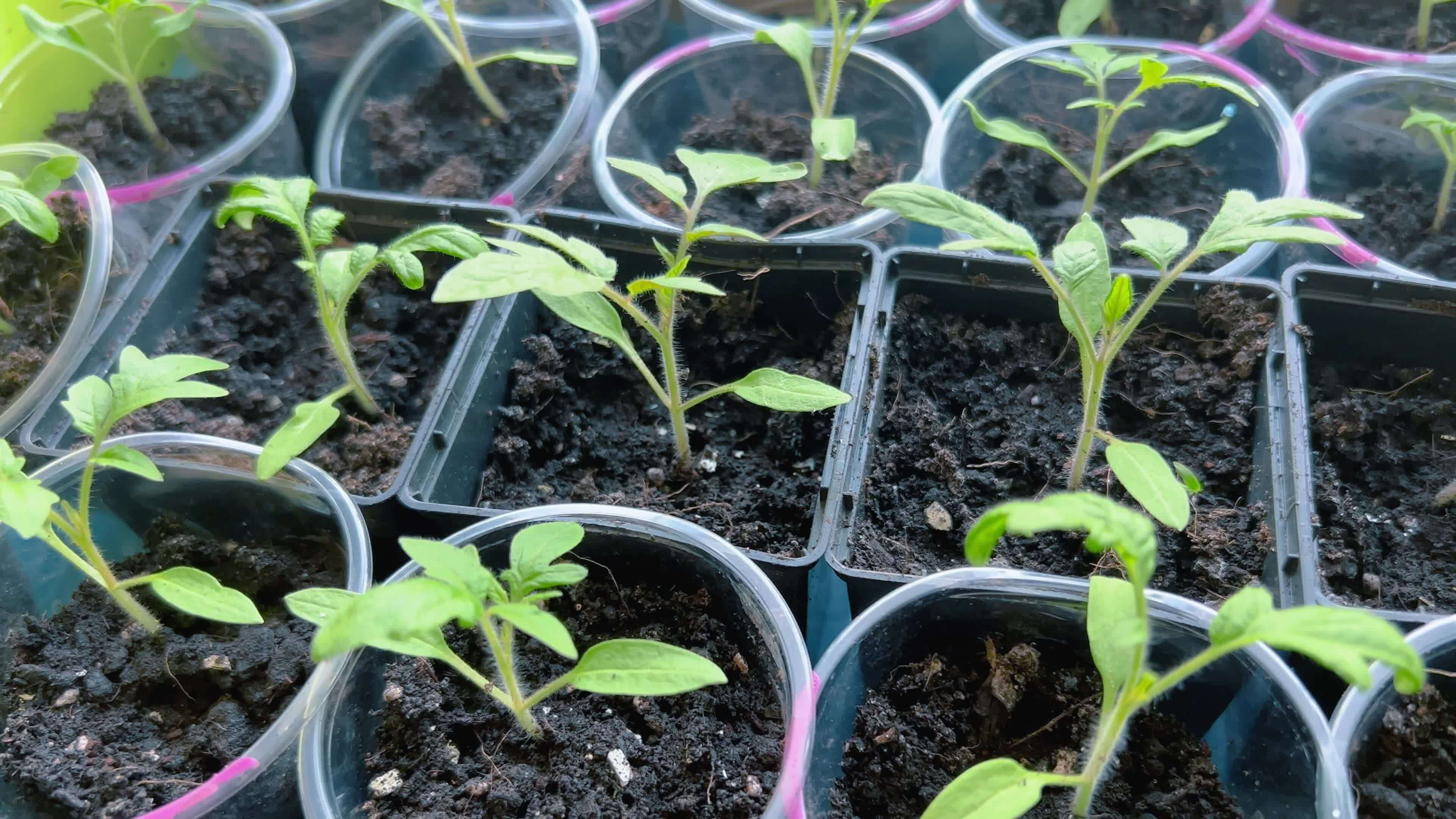 Unlocking The Crossword Clue: The Secret To Perfectly Prepared Planting Soil - jp99efk