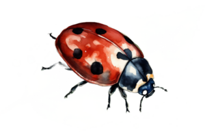 Red Ladybug on Leaf Watercolor Clipart png