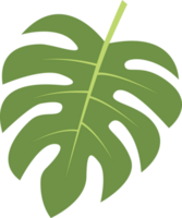 monstera grön blad illustration png