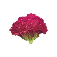 Cartoon lollo rossa salad isolated vegetable vector