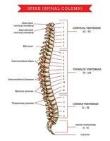 espina huesos anatomía, vector bosquejo de columna vertebral