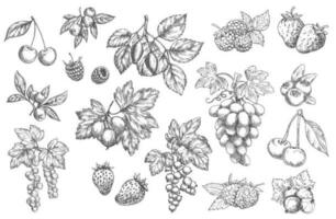 Sketch berries vector hand drawn icons, labels set