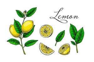 Lemon fruit, branches, leaves and slices. Colorful hand drawn vector illustration in sketch style. Tropical exotic citrus fruit summer design elements