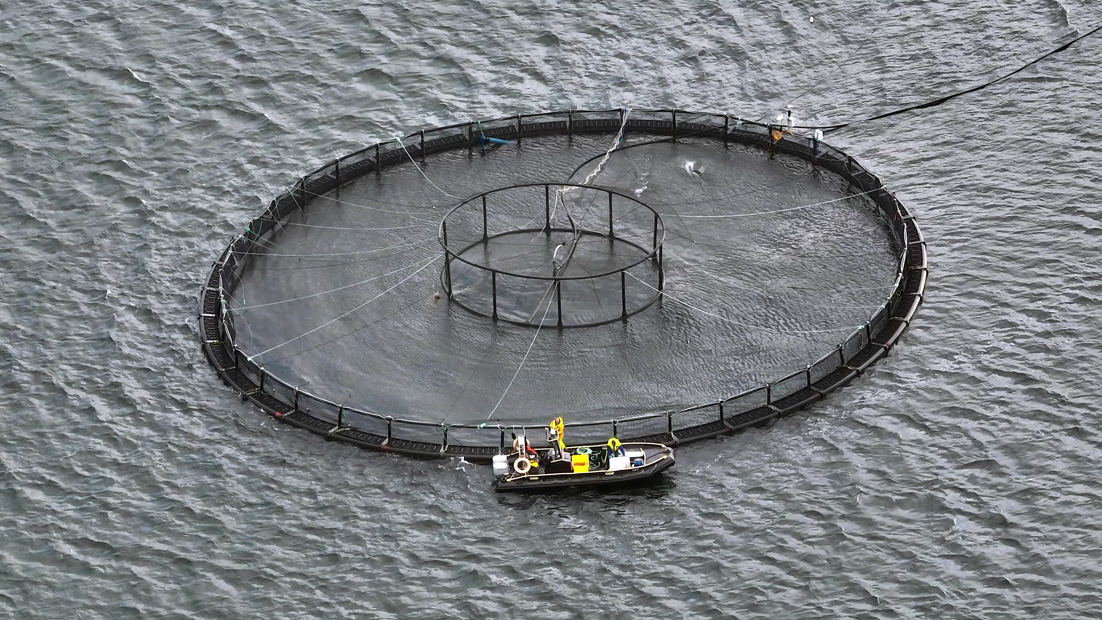 Sea Farm Aquaculture Nets in the Ocean Used for Intensive Fish