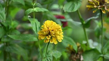 floreciente amarillo flor zinnia en el jardín en un verano día, selectivo atención video