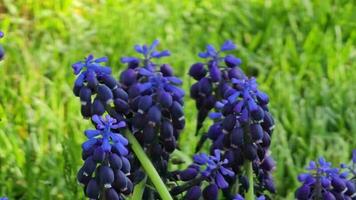 blå muscari blommor i en blomma säng i de parkera, blåsigt solsken vår dag. selektiv fokus video