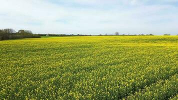 Drone shot of a oilseed field in blossom with a lot of yellow color. video