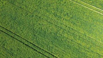 Drone shot of a oilseed field in blossom with a lot of yellow color. video