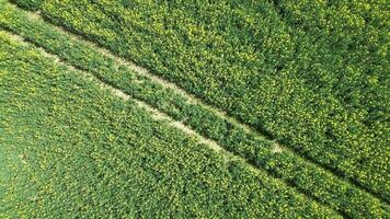 Drone shot of a oilseed field in blossom with a lot of yellow color. video