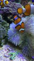 Nemo or Clown Fish swimming together underwater video
