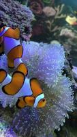 nemo eller clown fisk simning tillsammans under vattnet video