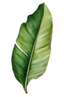 Tropical leaf watercolor ai generate png